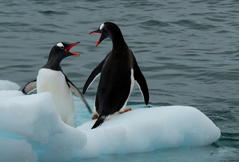 245 - TWO GENTOOS ON A FLOE - BURR JUDY - united states.jpg